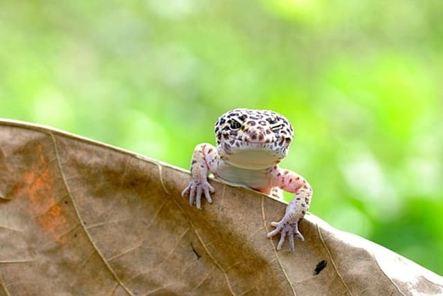  Leopard gecko, found between Iran and India. (photo credit: WIKIMEDIA)