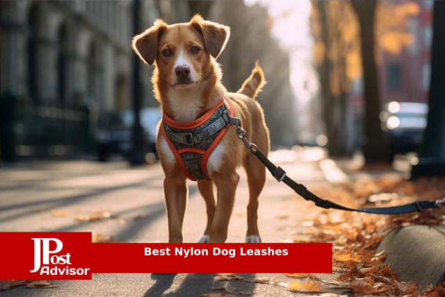 10 Best Nylon Dog Toys for 2023 - The Jerusalem Post