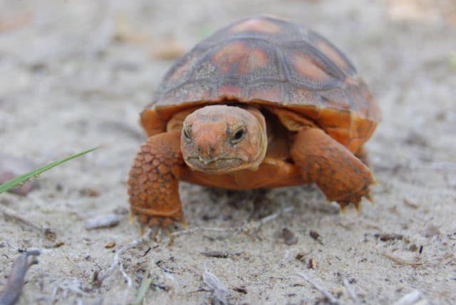  A baby gopher tortoise. (photo credit: Wikimedia Commons)