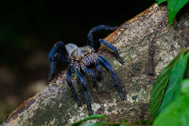  Cobalt blue tarantula - Kaeng Krachan District, Phetchaburi (photo credit: Thai National Parks\Wikimedia Commons)