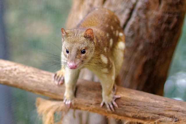 Tiger Quoll 2011 (photo credit: Michael J Fromholtz/Wikimedia Commons)