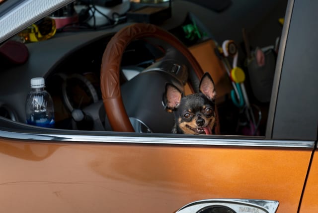 A dog sitting behind the wheel of a car. (Illustrative) (photo credit: PEXELS)