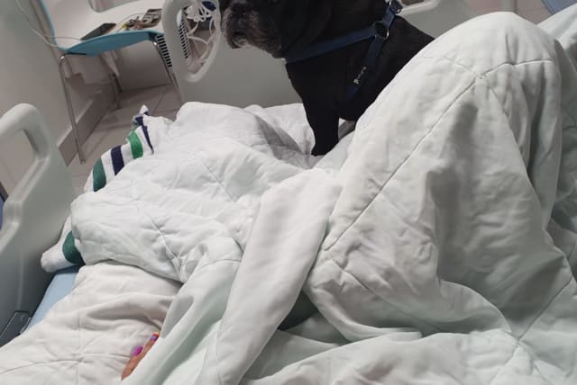  Ashdod hospital allows pet dog to be reunited in ward with terror victim whose condition significantly improves (photo credit: Courtesy of Assuta Ashdod Medical Center)