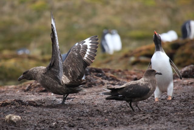 Two Brown Skuas and a wary Gentoo Penguin at Godthul, South Georgia, British Overseas Territories, UK. (photo credit: Liam Quinn/Wikimedia Commons)