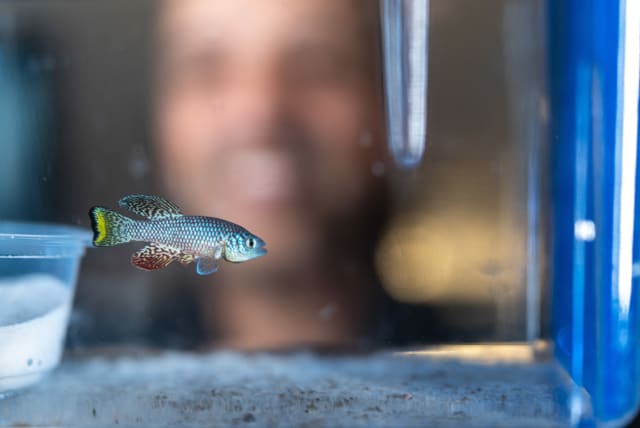  Fish at Hebrew University could hold the key to future successful hormone treatments for humans (photo credit: Dr. Itamar Harel)