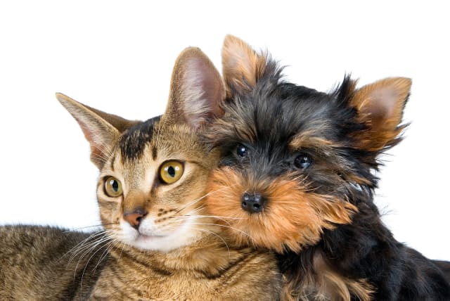  Cats and dogs, illustrative (photo credit: Flickr/Douglas Sprott)