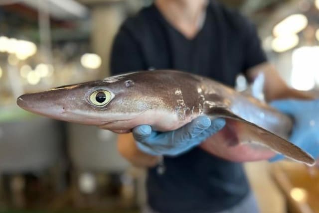  Spiny dogfish (Squalus acanthias), a small shark species, at the Marine Biological Laboratory, Woods Hole, Chicago. (photo credit: Etty Bachar-Wikström)