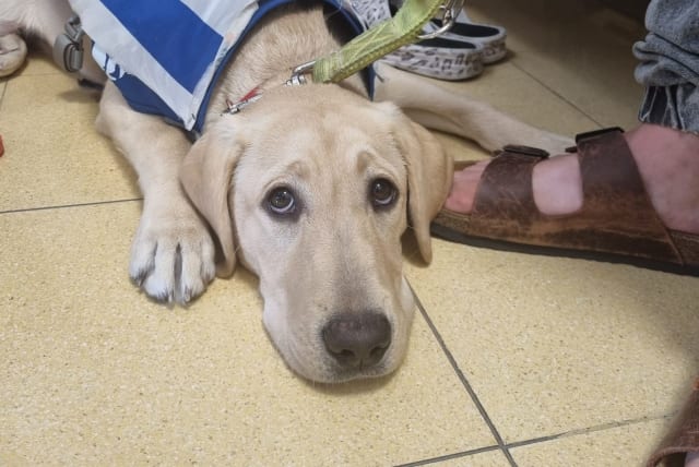  Four-legged friends provide support at Rambam Health Care Campus (photo credit: RAMBAM HEALTH CARE CAMPUS)