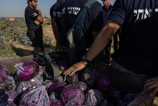 Volunteers who have come to harvest cabbages, work on Israeli farms near the Gaza border since production stopped after the Hamas attack October 7th attack, in Patish, Israel November 8, 2023 (photo credit: REUTERS/EVELYN HOCKSTEIN)