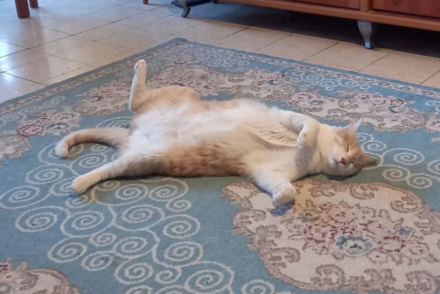  A fat cat is seen lounging in the living room after a hearty Friday night dinner. (photo credit: JERUSALEM POST STAFF)