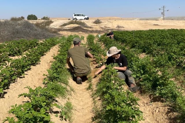  Volunteers work on Israeli farms. (photo credit: IDF SPOKESPERSON'S UNIT)