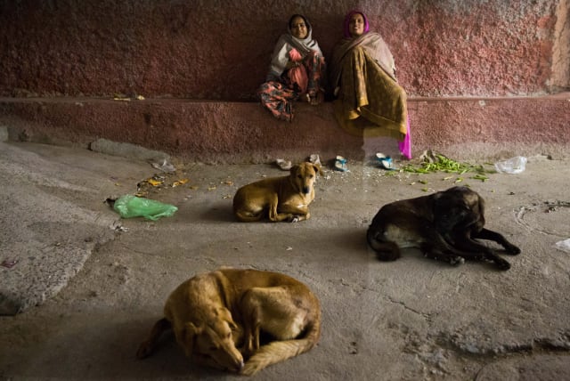 Stray dogs sleep in the streets of Jodhpur, also known as the "Blue City", the second largest city in the Indian state of Rajasthan, January 08, 2016.  Jodhpur was inhabited by many at the top of India’s caste system, the Brahmins, the wealthiest and most powerful people in the region.  (photo credit: NATI SHOHAT/FLASH90)