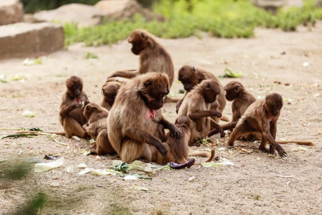 Monkeys (photo credit: INGIMAGE)
