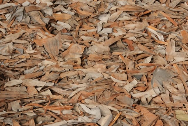  Find the lizard hiding in the pile of leaves. (photo credit: AdobeStock)