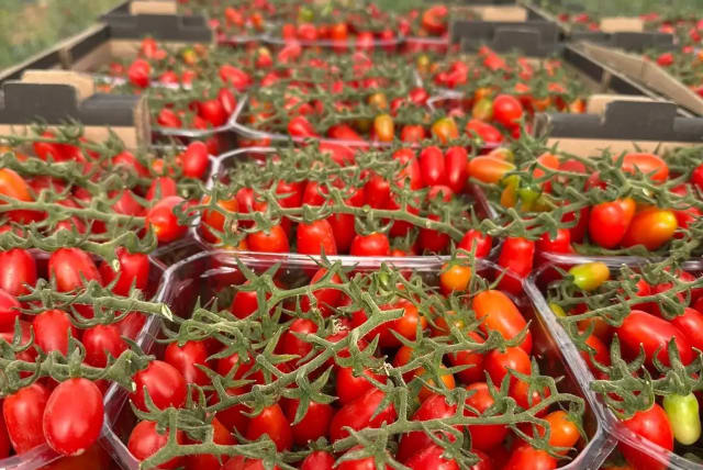  The red gold. "My vegetable manager walks around like a drug addict looking for tomatoes" (photo credit: Fine Farm)