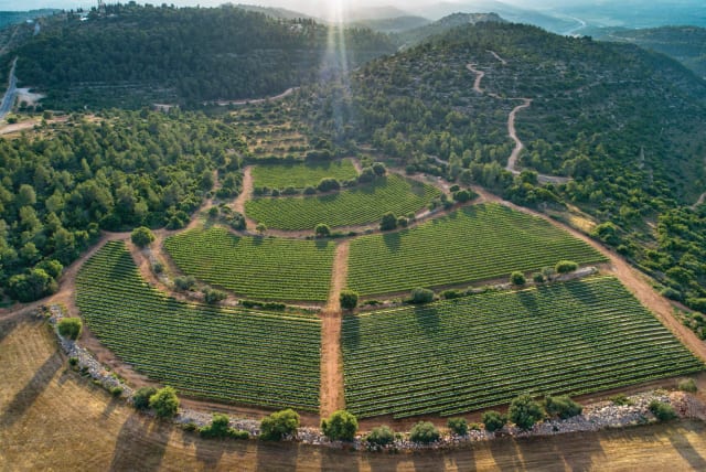  SHORESH’S HIGH elevation makes it one of Israel’s most famous vineyards. (photo credit: TZORA VINEYARDS)
