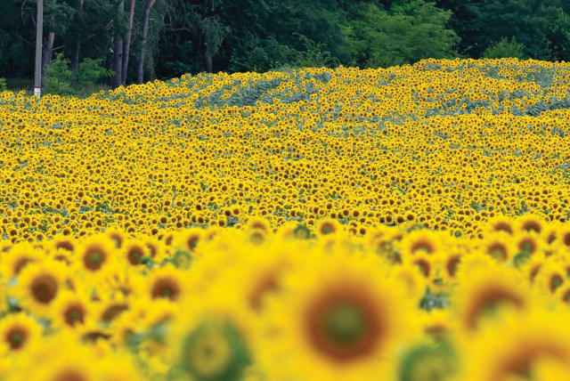  MAJESTIC SUNFLOWERS.  (photo credit: SERGEI SUPINSKY/AFP via Getty Images)