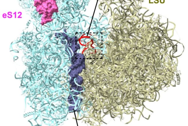  The Cryo-EM structure of the T. brucei ribosomes showing the position of H69 where the Pseudouridine modification was deleted, and the position of the ribosomal protein eS12 that was dislodged as a result of this perturbation. (photo credit: Prof. Shulamit Michaeli)
