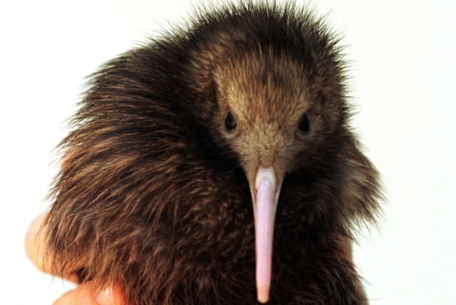 A three-week old North Island Brown Kiwi called 'Tuatahi', meaning 'first' in the Maori language, is held by Taronga Zoo's birdkeeper Chris Hibbard September 26. (photo credit: REUTERS)
