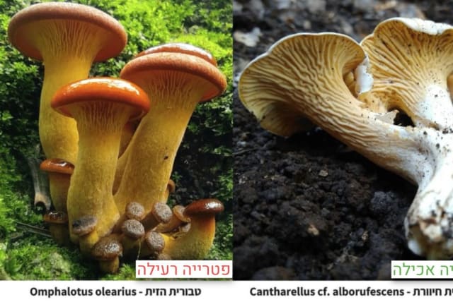  On RIGHT -The “swamp artist” mushroom - not poisonous but not recommended for consumption.  On LEFT – “olive navel” mushroom, poisonous (photo credit: Yaniv Segal/Israel Poison Information Center)