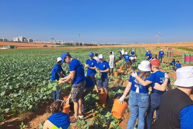 Volunteers work a farm in Israel. (photo credit: MOSAIC UNITED)