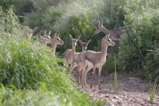  What portion of the ILA budget is allocated for preserving open areas? (photo credit: Society for the Protection of Nature in Israel, Amir Belvan)