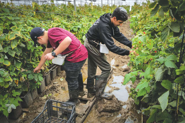  VOLUNTEERS HELP in a raspberry greenhouse at Moshav Avnei Eitan on the Golan Heights, earlier this month. (photo credit: MICHAEL GILADI/FLASH90)