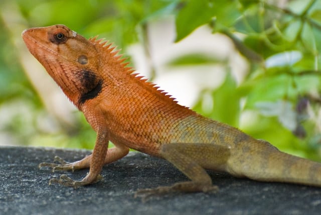  An oriental garden lizard.  (photo credit: NEEDPIX.COM)