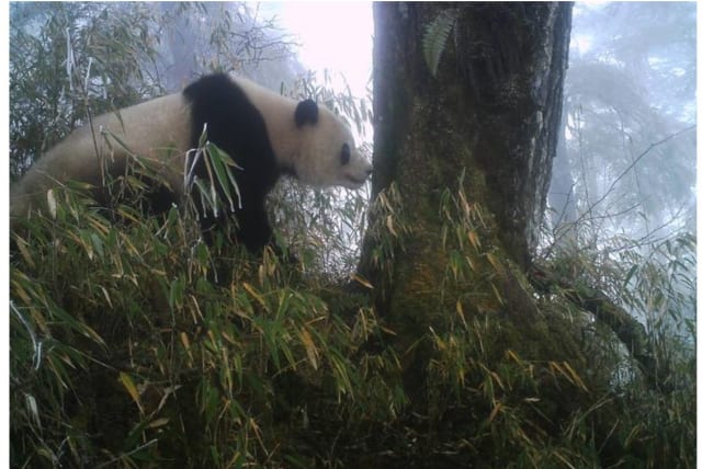  A giant panda in the Wolong nature reserve in China's Szechuan Province checks on recent social postings on a scent-marking tree.  (photo credit: Courtesy of Jindong Zhang)