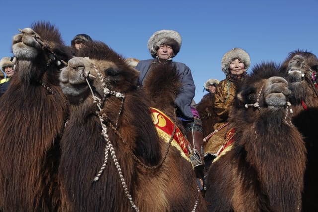  People wearing traditional costumes wait for a parade on the back of camels during "Temeenii bayar", the Camel Festival, in Dalanzadgad, Umnugobi aimag, Mongolia, March 6, 2016 (photo credit: REUTERS/B. Rentsendorj)