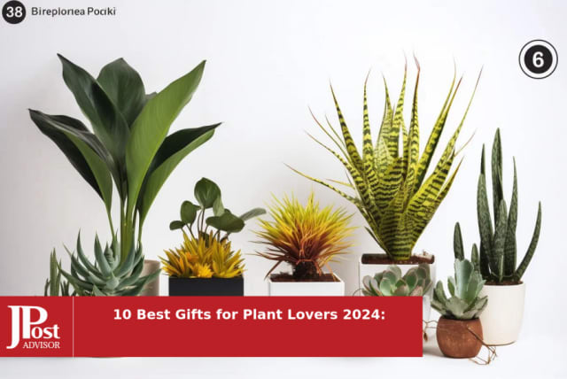  10 Best Gifts for Plant Lovers 2024: Elevate Their Green Oasis with Unique and Thoughtful Presents (photo credit: PR)