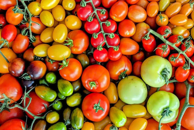   Festival of Tomatoes, Smells and Taste (photo credit: walla! studio, Yaniv Granot)