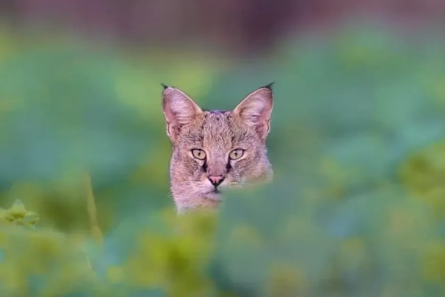  Swamp cat in Emek Hula (photo credit: Liron Shapira, SOCIETY FOR THE PROTECTION OF NATURE IN ISRAEL)