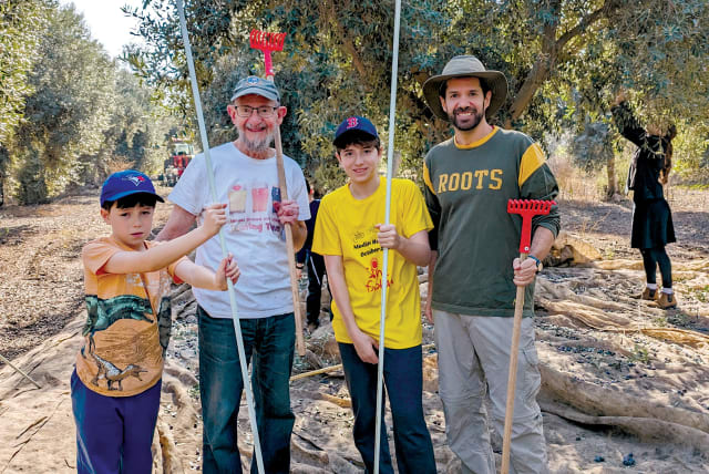  Three generations of the Greener family harvesting olives on Moshav Kfar Shmuel. (photo credit: Doug Greener)