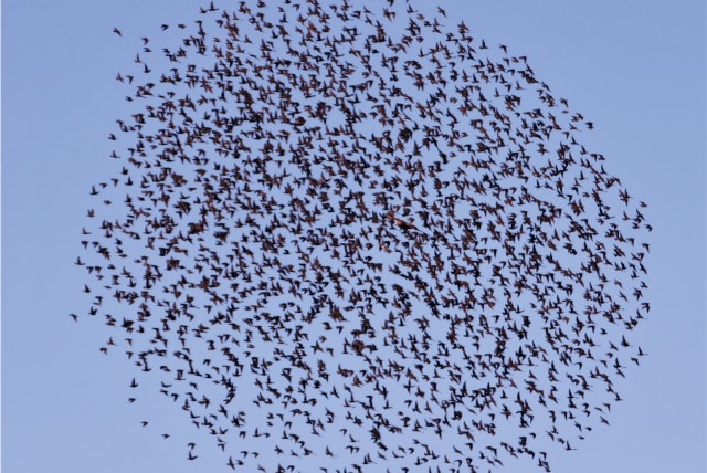  Mesmerizing murmuration of starlings  (photo credit: JULIAN ALPER)