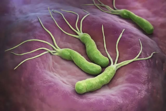  Helicobacter pylori (photo credit: SHUTTERSTOCK)