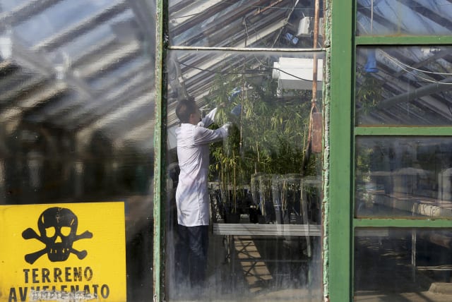  A production assistant inspects Cannabis plants in a state-owned agricultural farm in Rovigo, about 60 km (40 miles) from Venice, September 22, 2014.  (photo credit:  REUTERS/Alessandro Bianchi )