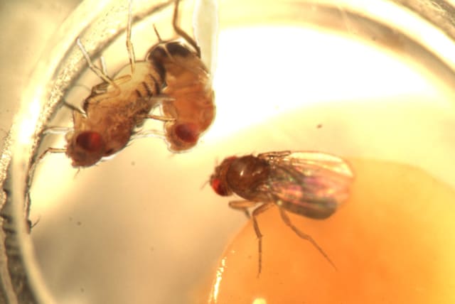  Repeated sexual failures cause social stress in fruit flies, study shows (photo credit: Prof. Galit Shohat-Ophir)