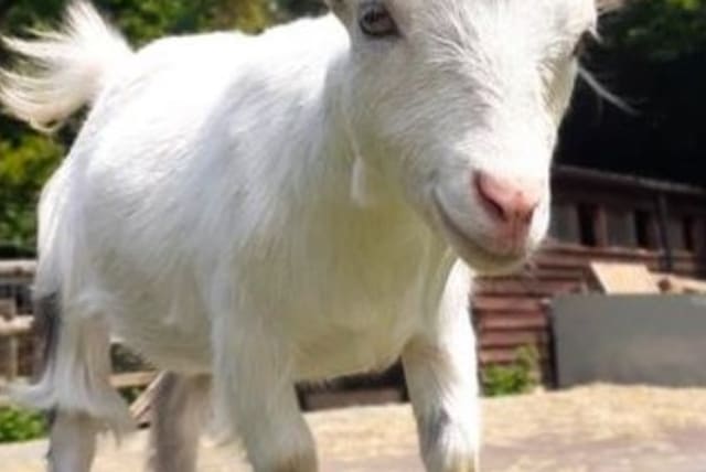  Goats can tell if you are happy or angry by your voice alone. (photo credit: Dr. Marianne Mason)