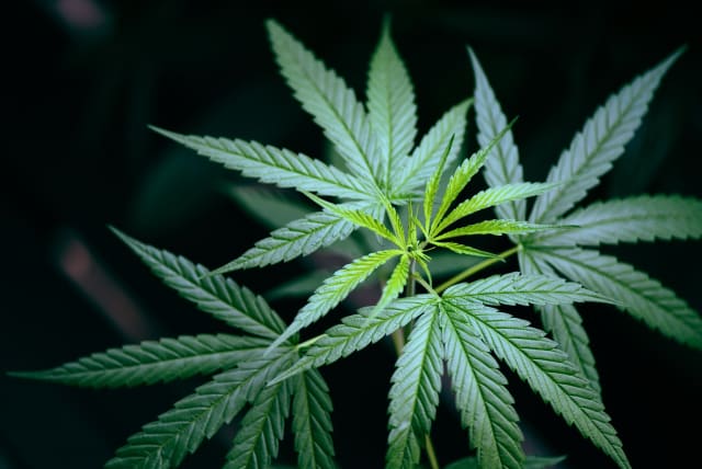 This is the first physical evidence of the use of cannabis in the modern era not solely in Italy but also in Europe, the team noted.  (photo credit: INGIMAGE)