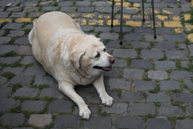  Fat dog, illustrative  (photo credit: Flickr/Michal Shanny)