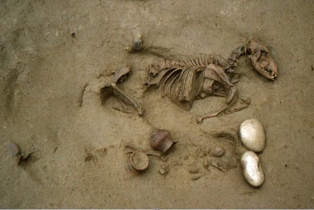  Burial 19: joint interment of a dog and a human perinate. (photo credit: Courtesy of SABAP-VR)