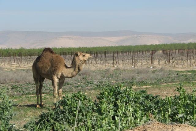 THE NEGEV is a very good region for white wines; our camel friend is enjoying this Ramat Arad vineyard in the northeastern Negev. (photo credit: YATIR WINERY)