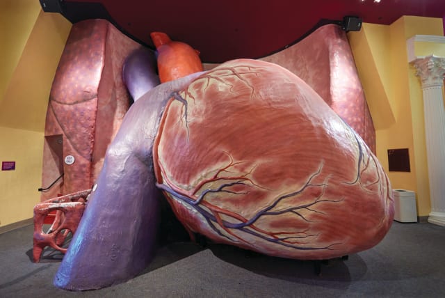  GIANT HEART model at the Franklin Institute in Philadelphia, one of the places Nadav visited with his family.  (photo credit: Wikimedia Commons)