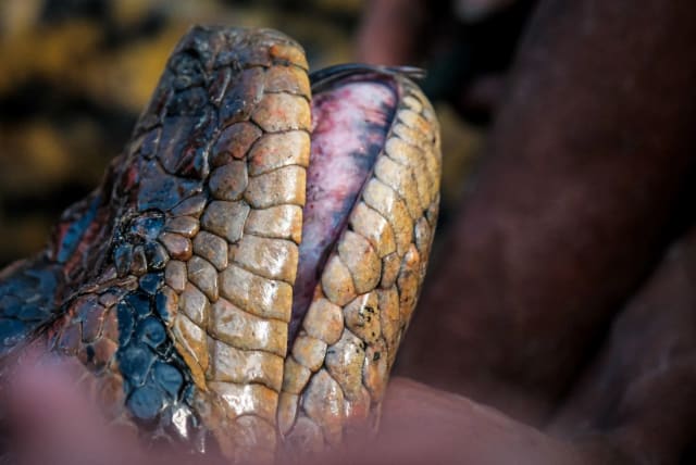 Close-up of a northern green anaconda head. (photo credit: Bryan Fry/The University of Queensland)