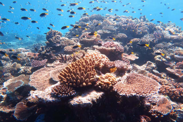  Arrecife de coral submarino (photo credit: Courtesy)