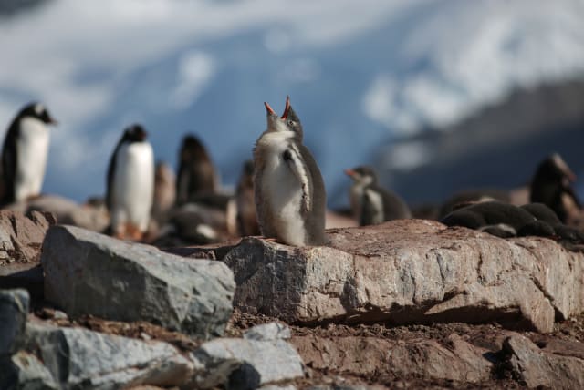  Penguins are seen in Curverville Island, Antarctica, February 15, 2018.  (photo credit: ALEXANDRE MENEGHINI/REUTERS)