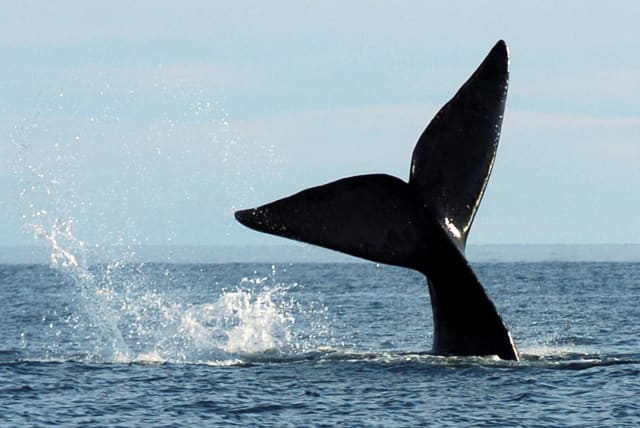  A southern right whale performs a tail slap just off the shore of Puerto Piramides, Argentina, June 26, 2007. (photo credit: REUTERS/Maximiliano Jonas)