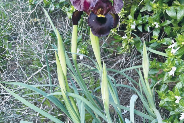  A SINGLE black iris: Rare flowers such as black irises are now out in force and are a sight to behold, the writer exclaims. (photo credit: ANDREA SAMUELS)