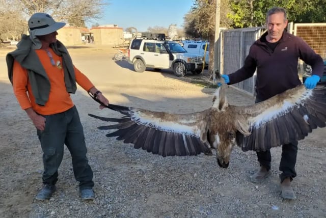 NPA holding a dead 18 years old eagle (photo credit: NATURE AND PARKS AUTHORITY)